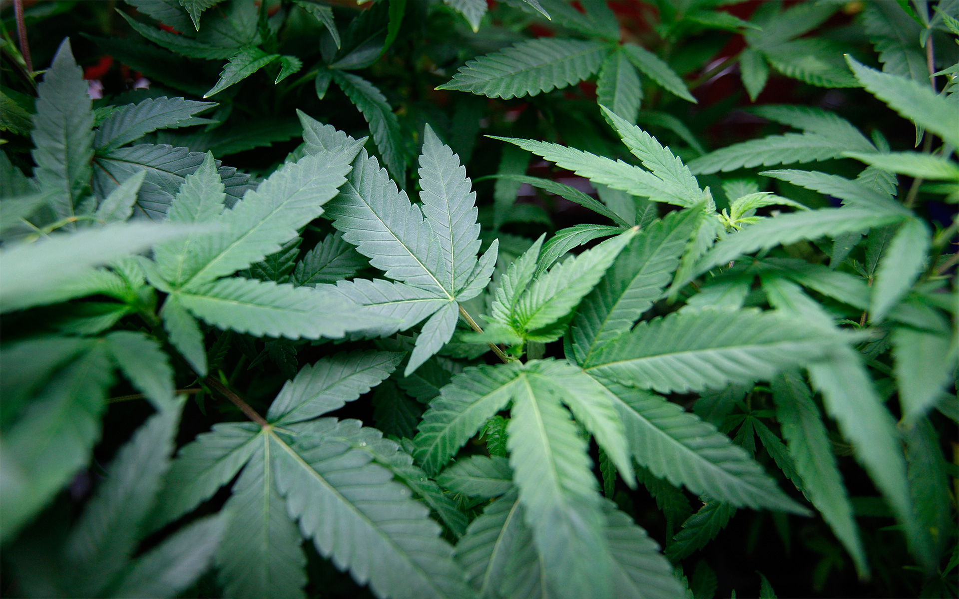 GrayRobinson’s <em style="font-style:normal">Cannabis Industry Practice</em> Encompasses: